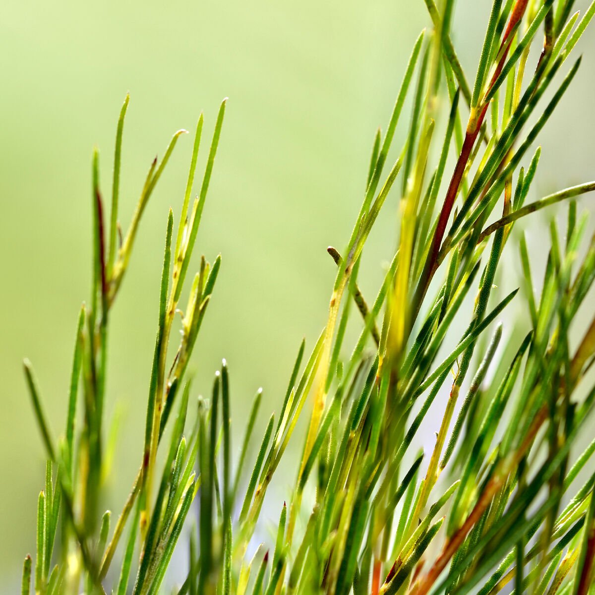 Blades of grass in the wind