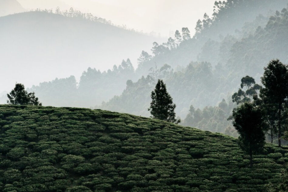 Tea cultivation landscape
