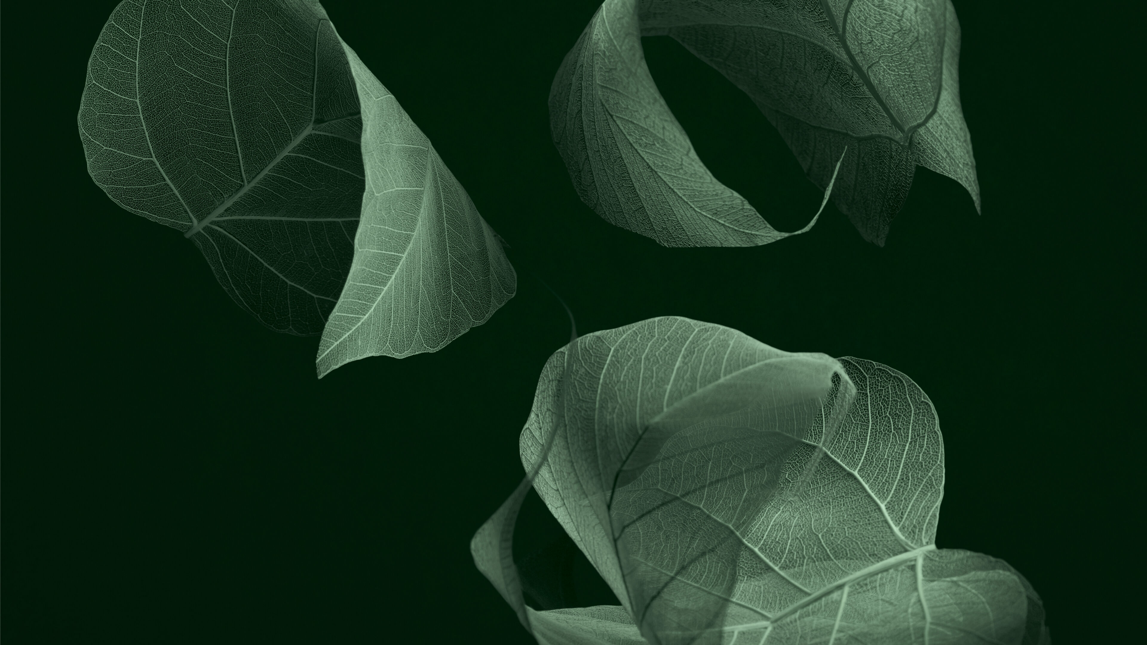 tea leaf image 