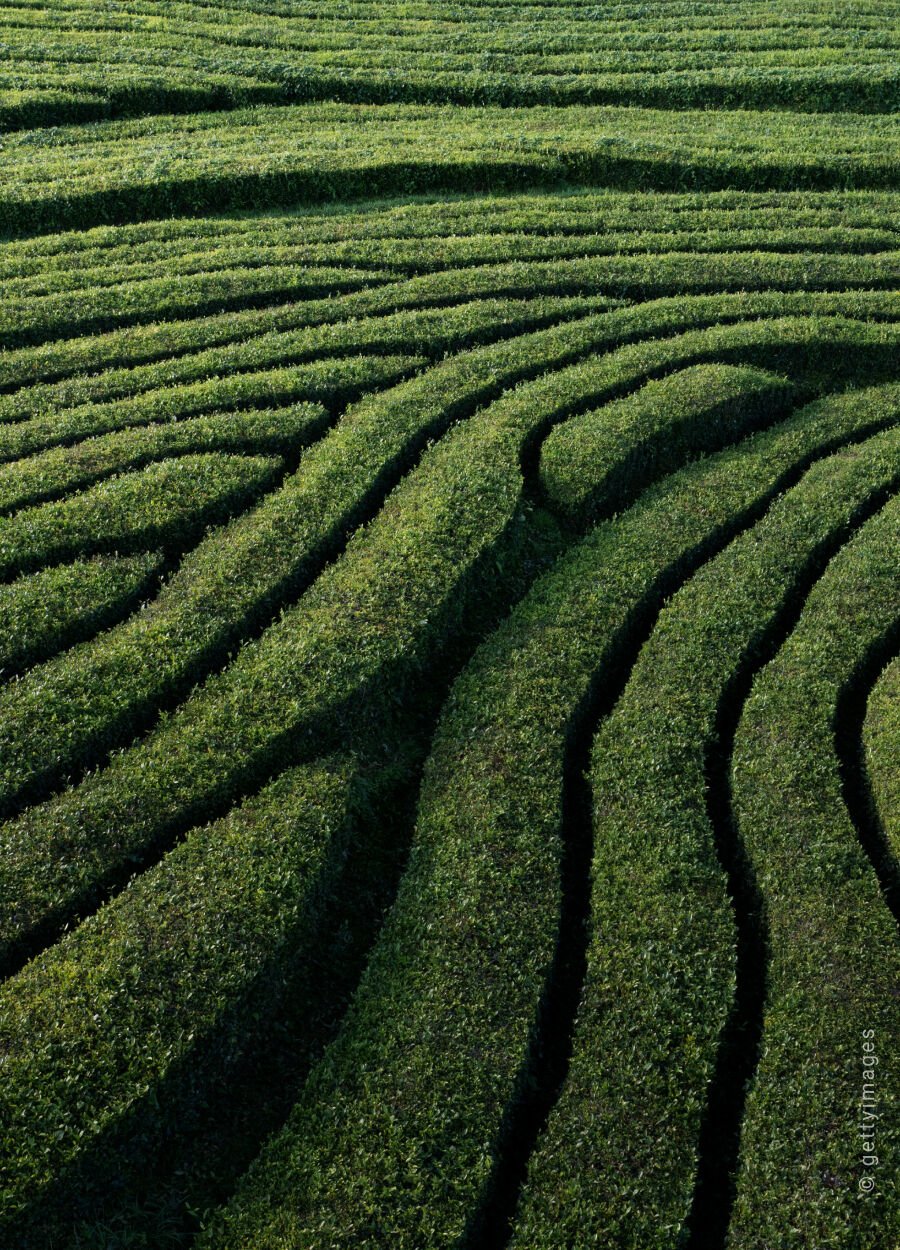 Tea Field