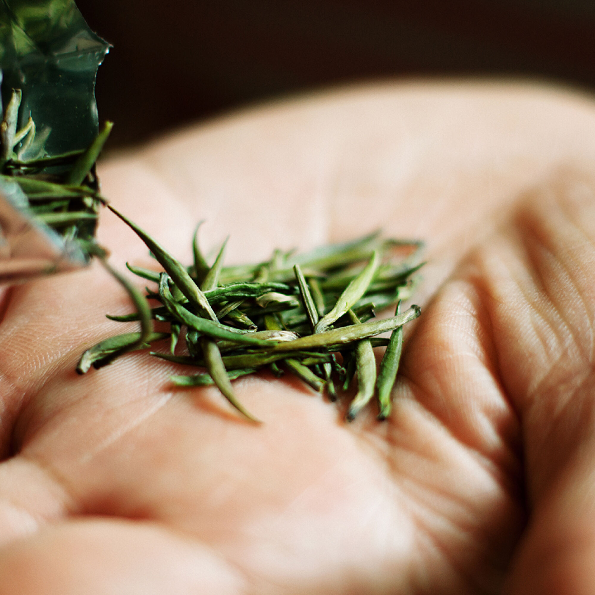tea leaves in the hand