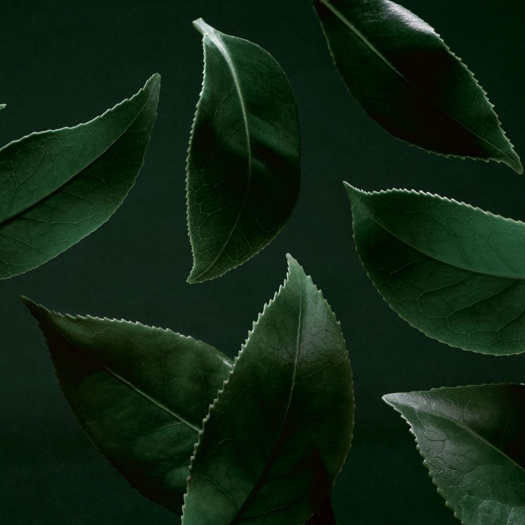 Teeblätter auf grünem Hintergrund.