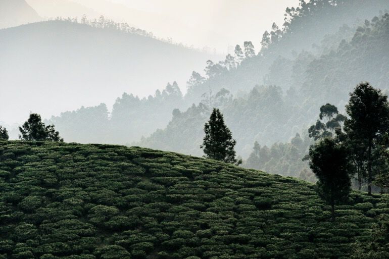 panoramic tea leanscape
