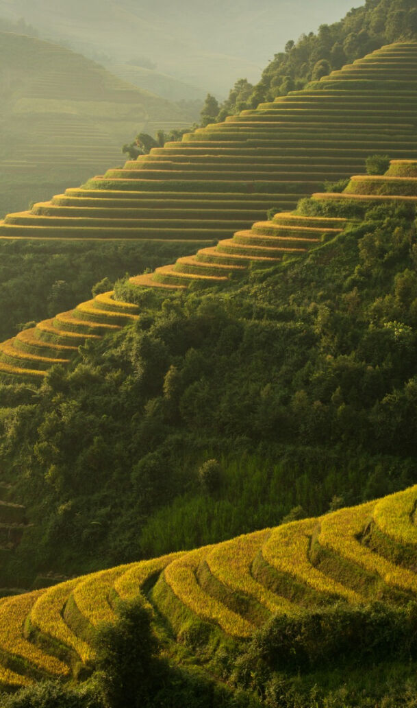 tea plantation in beautiful landscape