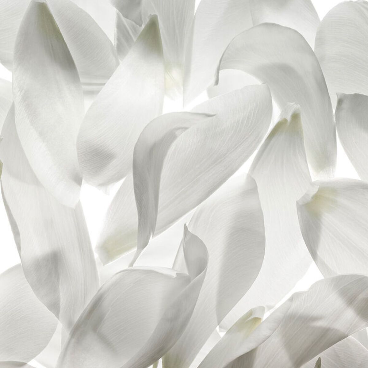 White petals 