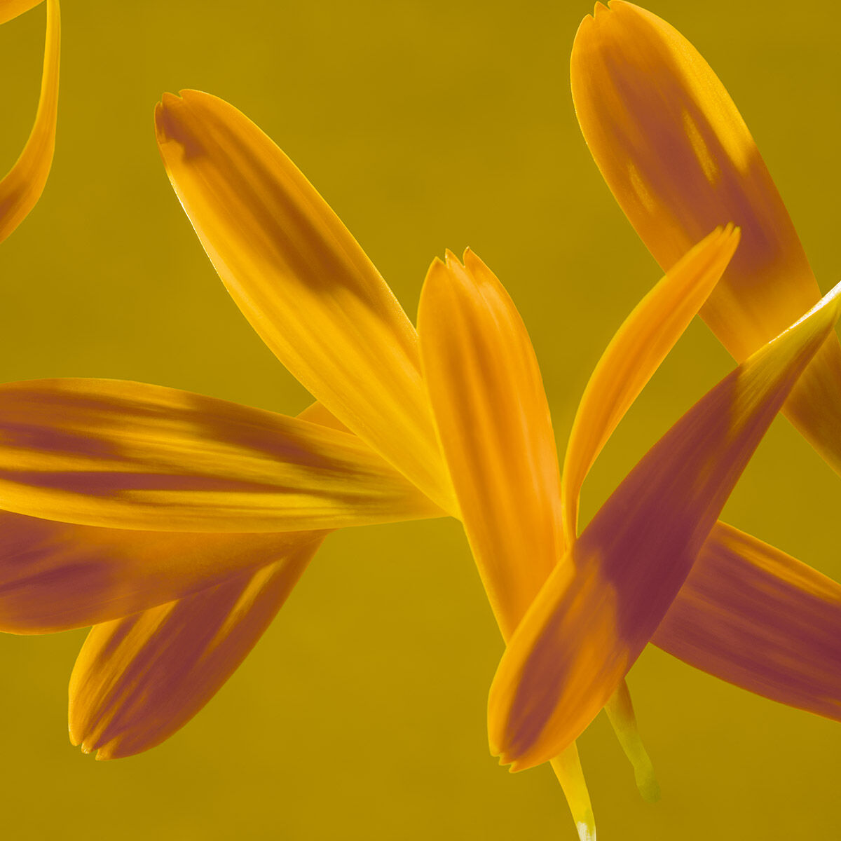 Chamomile petals on yellow background. 