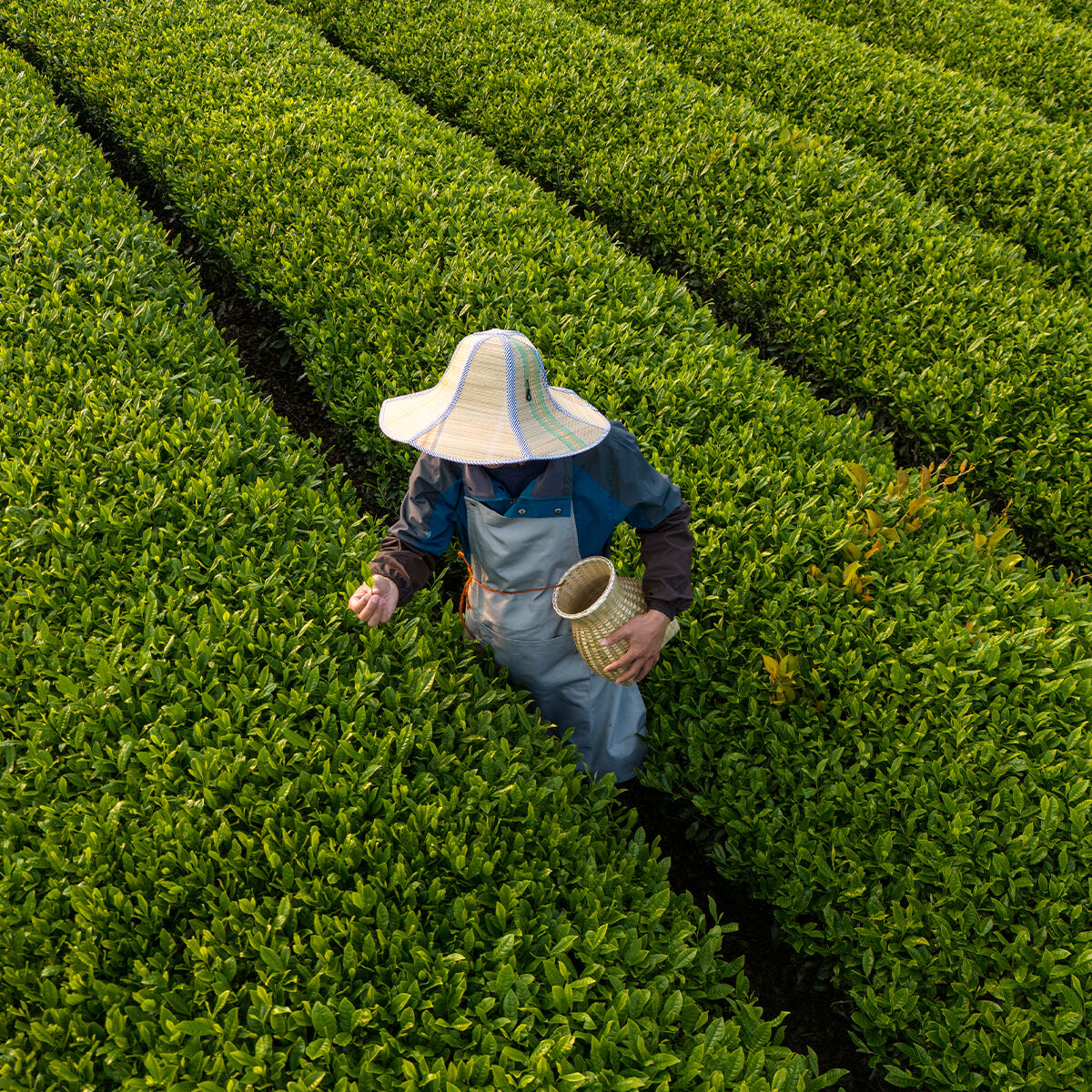 Man harvesting tea