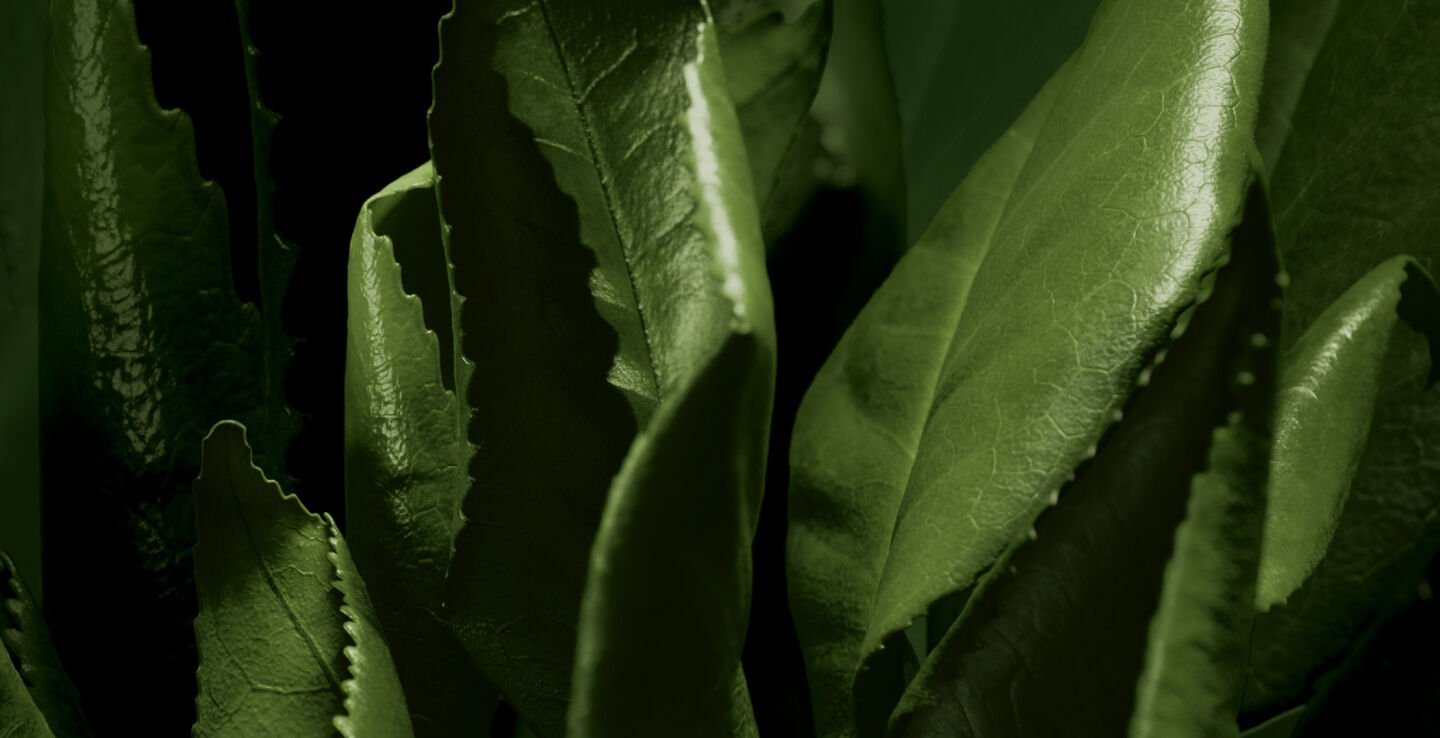 Teeblätter in der Nahaufnahme.