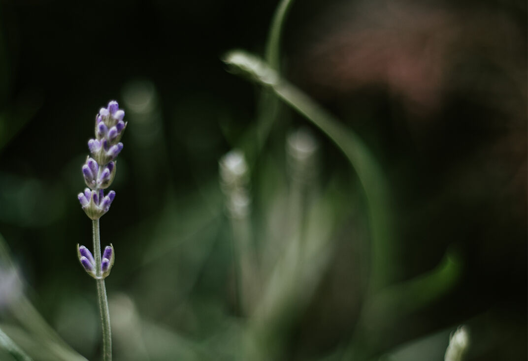 Lavendel im Feld