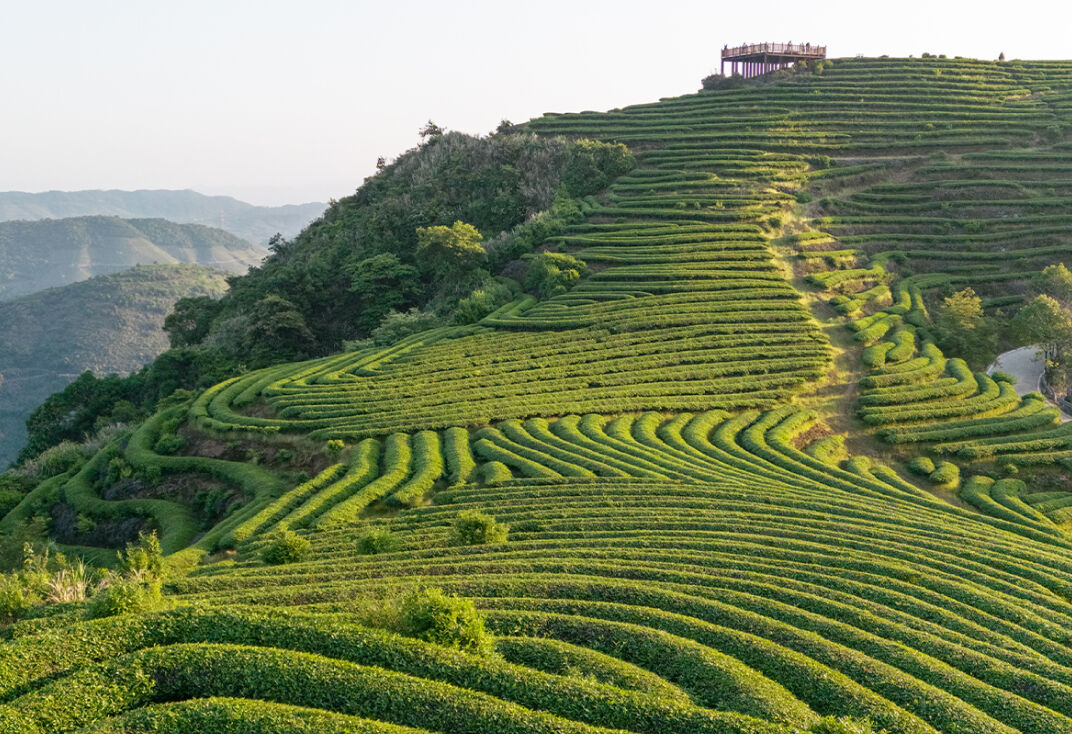 tea plantation