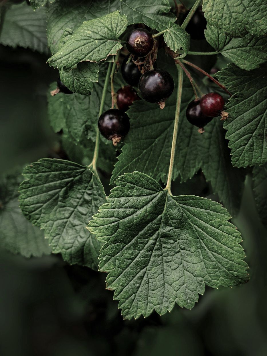 Avoury Teebox WILD BERRIES cover
