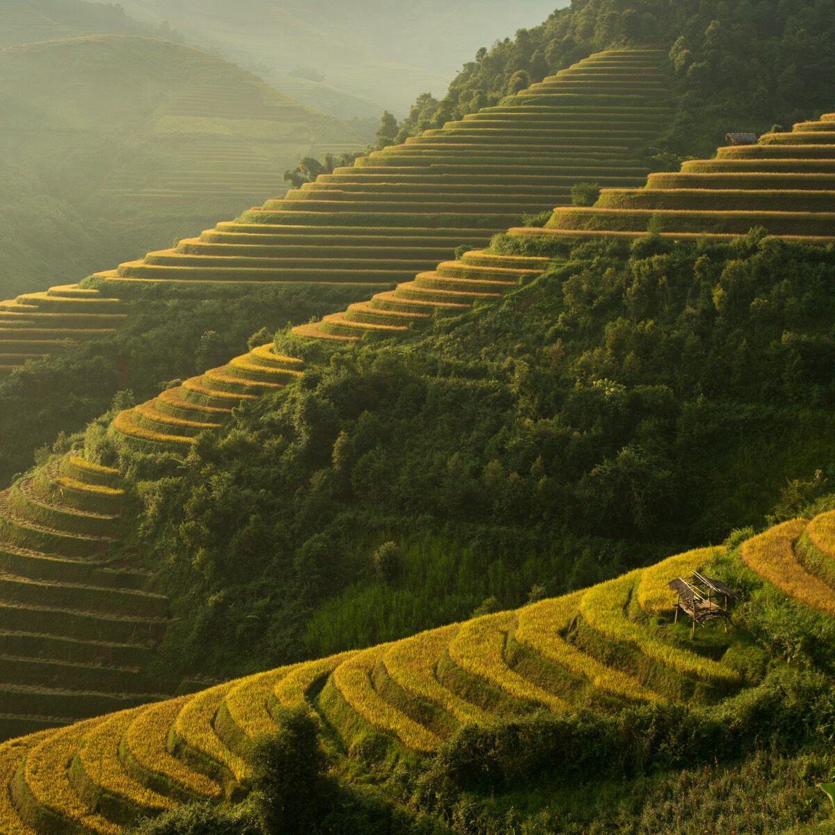 tea plantation landscape