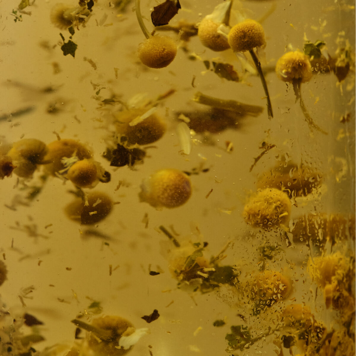 camomile flowers floating around in hot water